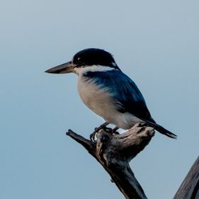 A lone blue feathered, white-bellied Sacred Kingfisher sits atop a leafless tree against an evening sky