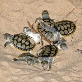 Flatback turtle hatchlings. Photo: Ian Morris