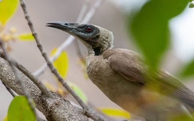 Helmeted friarbird Photo: Luke Paterson