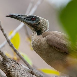 Helmeted friarbird Photo: Luke Paterson