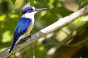 A Forrest Kingfisher, a vivid blue bird with a white breast and spot above it's beak. 