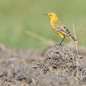 Yellow Chat. Photo: Laurie Ross