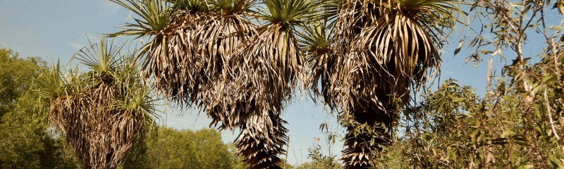 Two Pandanus trees and their fruit