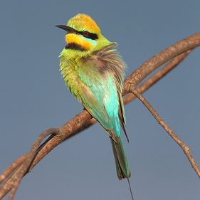 Rainbow bee-eater. Photo: Tom Rayner