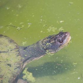 Pig-nosed turtle