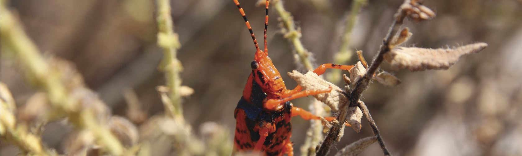 Leichhardt's grasshopper. Photo: Tourism Australia