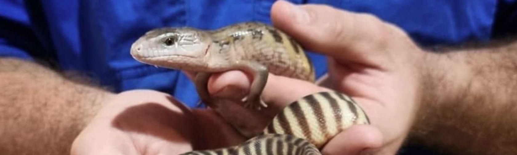 Several juvenile Blue Tongue lizards being held by a reptile keeper 