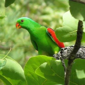 Red-winged parrot. Photo: Luke Paterson