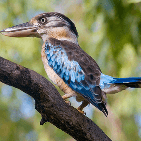 Blue-winged Kookaburra. Credit: Luke Paterson| NT Bird Specialists