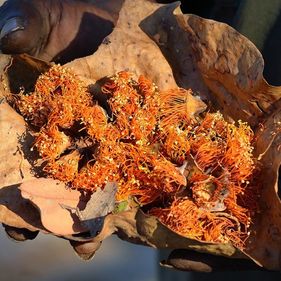 Darwin woollybutt flowers. Photo: James Hunt