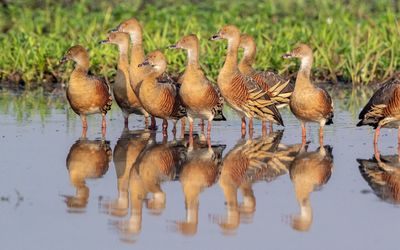 Plumed Whistling Ducks