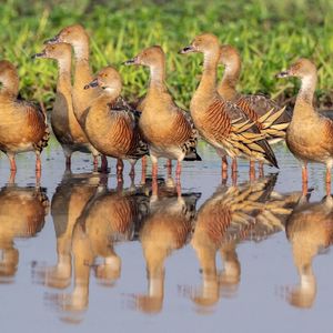 Plumed Whistling Ducks