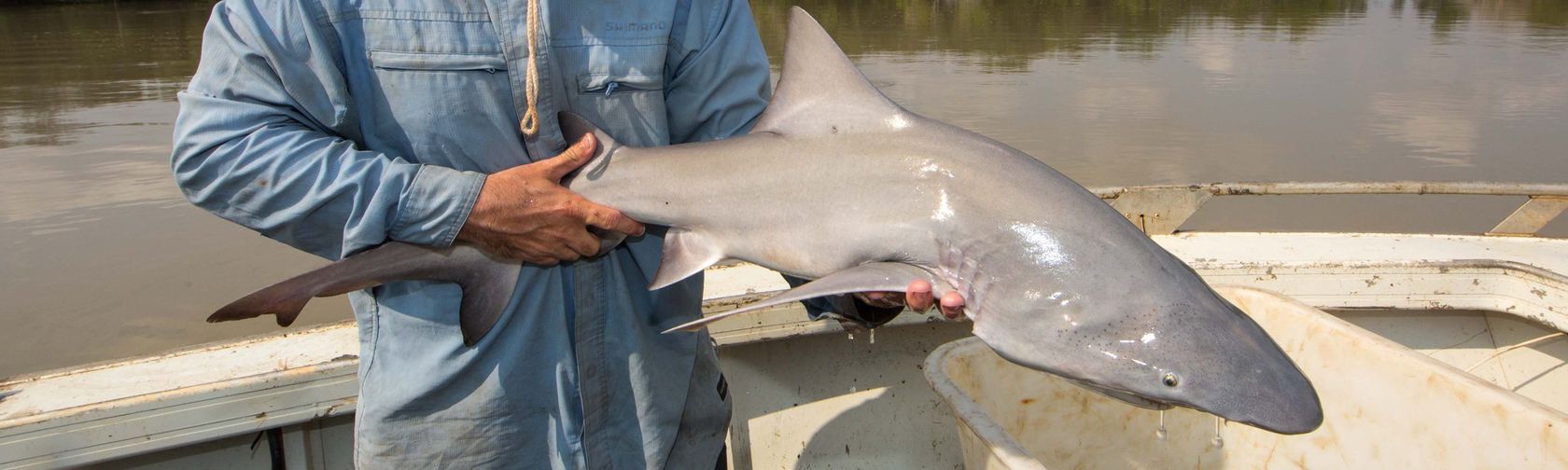 River shark