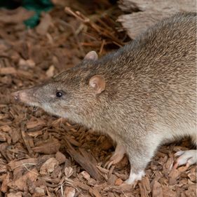 Northern brown bandicoot. Photo: Daniela Parra / CC BY-NC 2.0