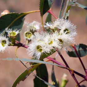 Stringybark flowers. Photo: GW Wilson