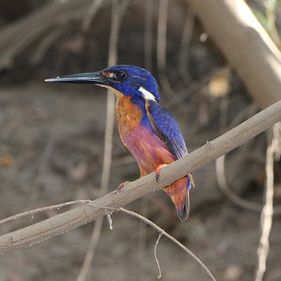 Azure kingfisher