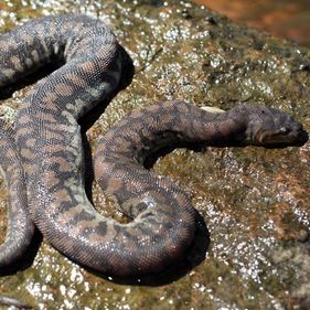 File snake. Photo: Matt Clancy