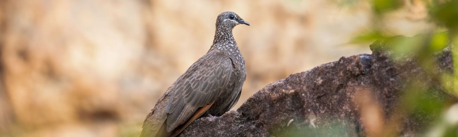 Chestnut-quilled rock pigeon 