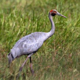 Brolga. Photo: Tom Rayner