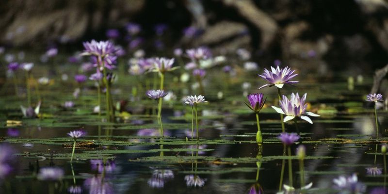 A groups of purple water lilies growing in the water.