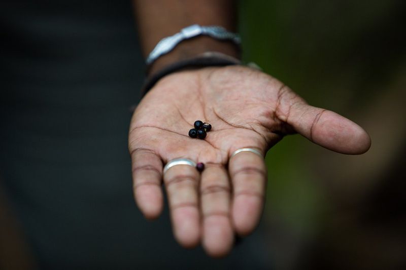 A hand holding five blackcurrants.