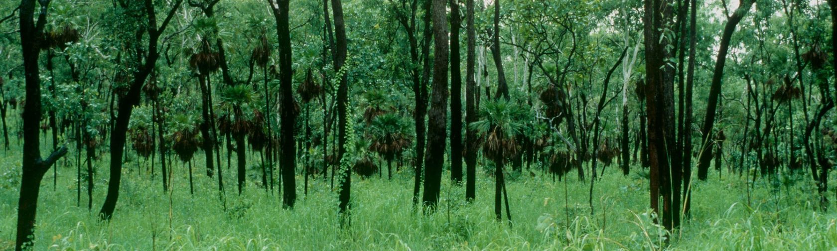 Woodland habitat on the Kungardun walk