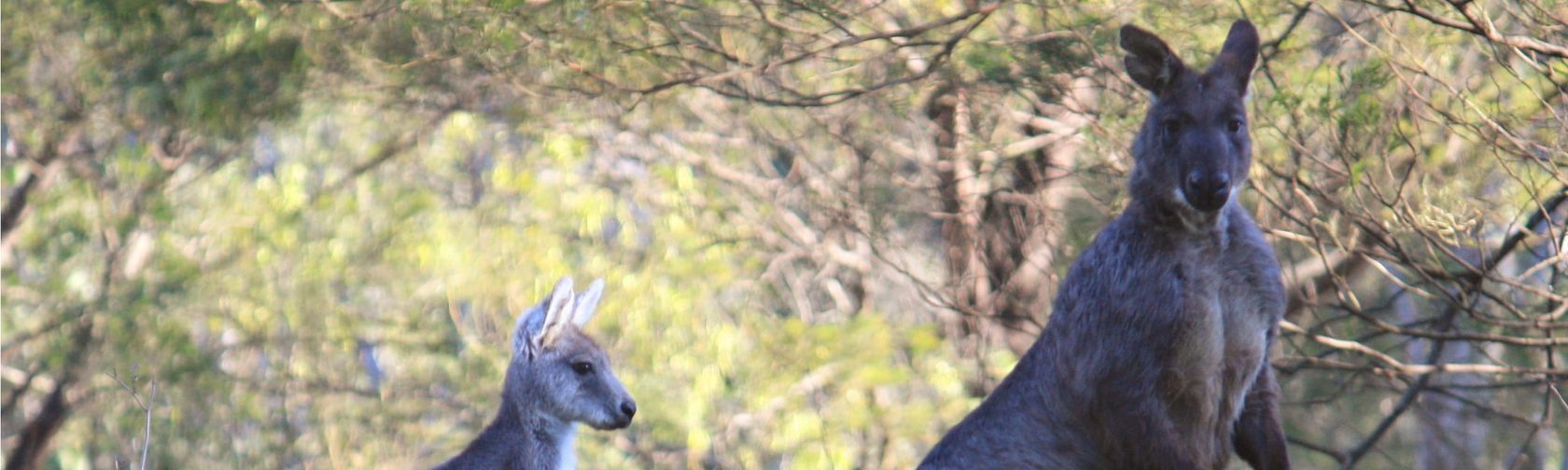 Common wallaroo