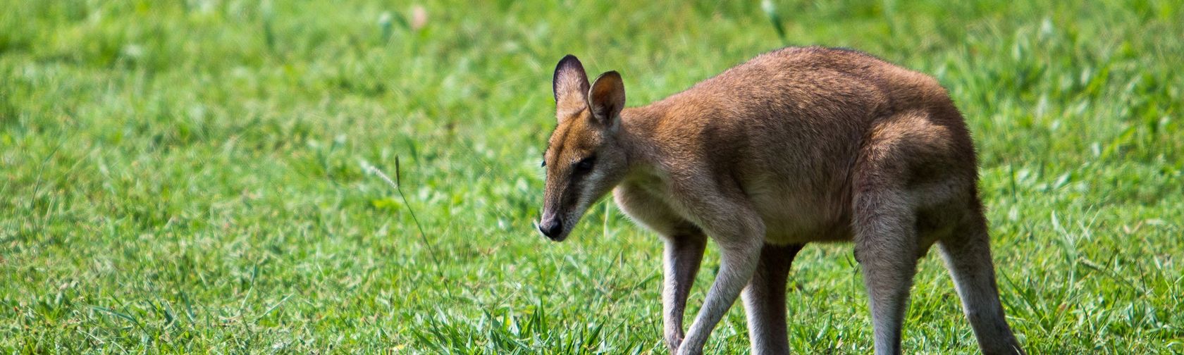 Agile wallaby. Photo: Jon Harris