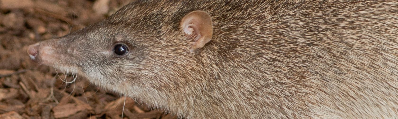 Northern brown bandicoot