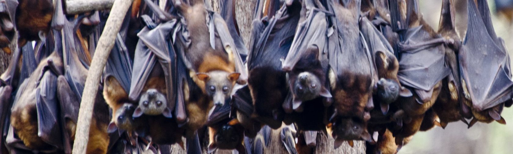 Little red flying foxes hanging out