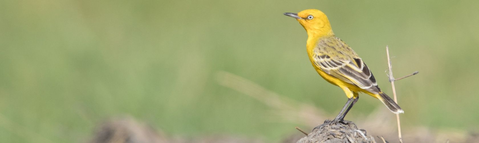 Yellow Chat. Photo: Laurie Ross