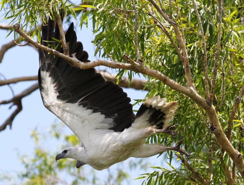 White-bellied sea eagle. Photo: Anne O'Dea.