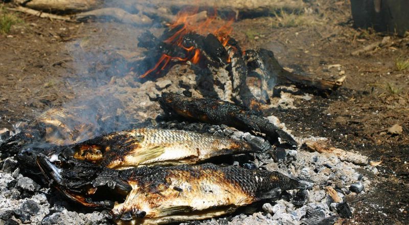 Two roasted barramundi sitting on hot coals in front of an open fire.