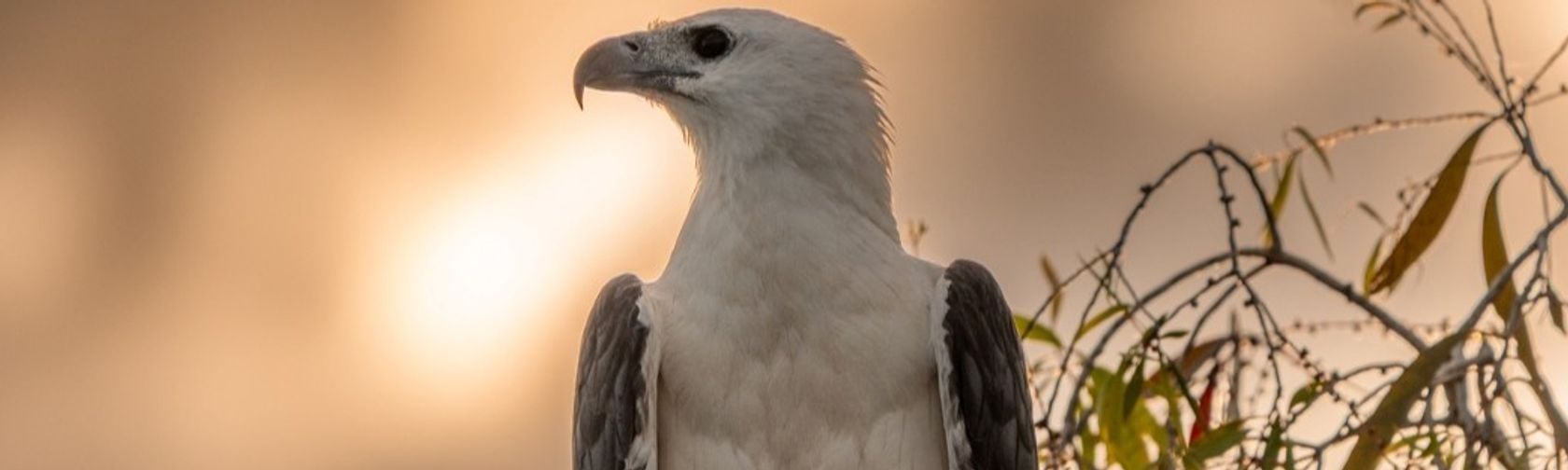 White bellied sea eagle