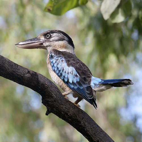 Kakadu Bird Week flying high for 10th Anniversary | Kakadu National ...