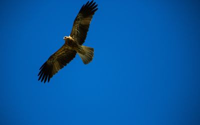 Whistling Kite