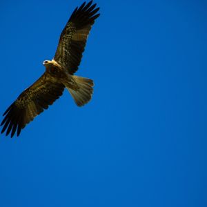 Whistling Kite