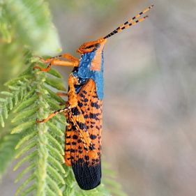 Leichhardt's grasshopper