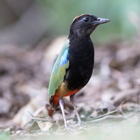 Rainbow pitta