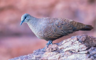 White quilled rock pigeon. Photo: Luke Paterson