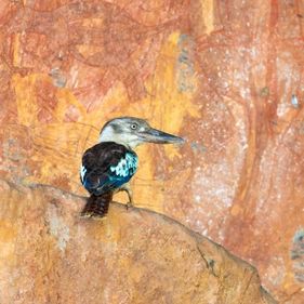 Blue-winged kookaburra
