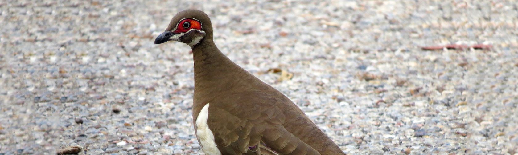 Partridge pigeon. Photo: Luke Paterson