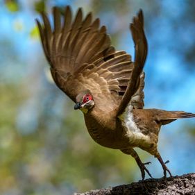 A brown pigeon with red feathers around it's eyes, leaping from a branch, wings outstretched as it takes off