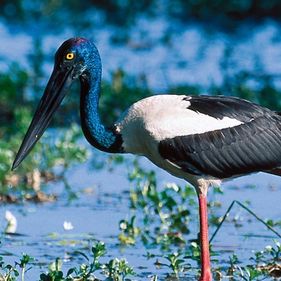 Black-necked stork. Photo: Steph Miechel| Tourism NT