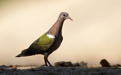 Emerald dove Photo: Luke Paterson