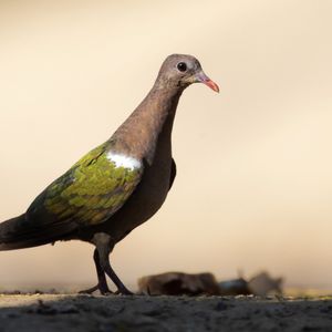 Emerald dove Photo: Luke Paterson