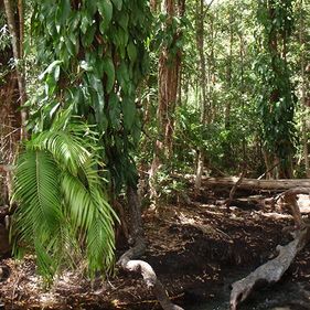 Manngarre Rainforest walk