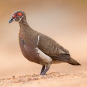 Partridge pigeon
