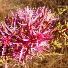 Calytrix exstipulata| Turkey bush