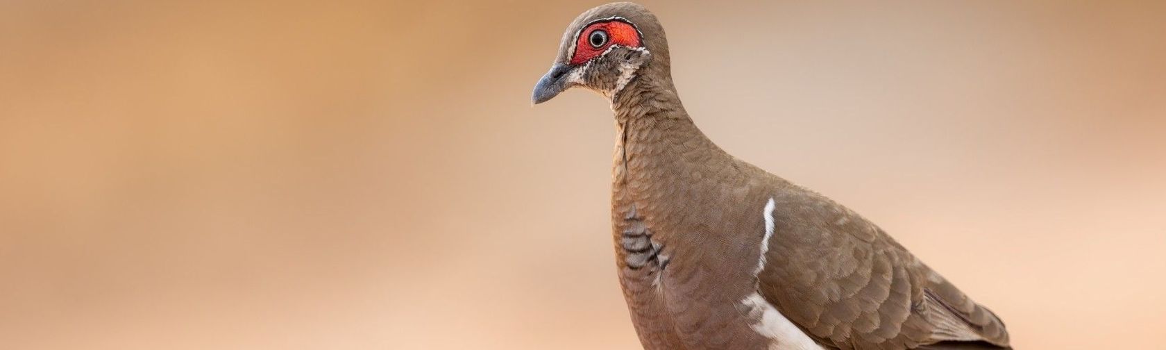 Partridge Pigeon. Photo: Luke Paterson, NT Bird Specialists